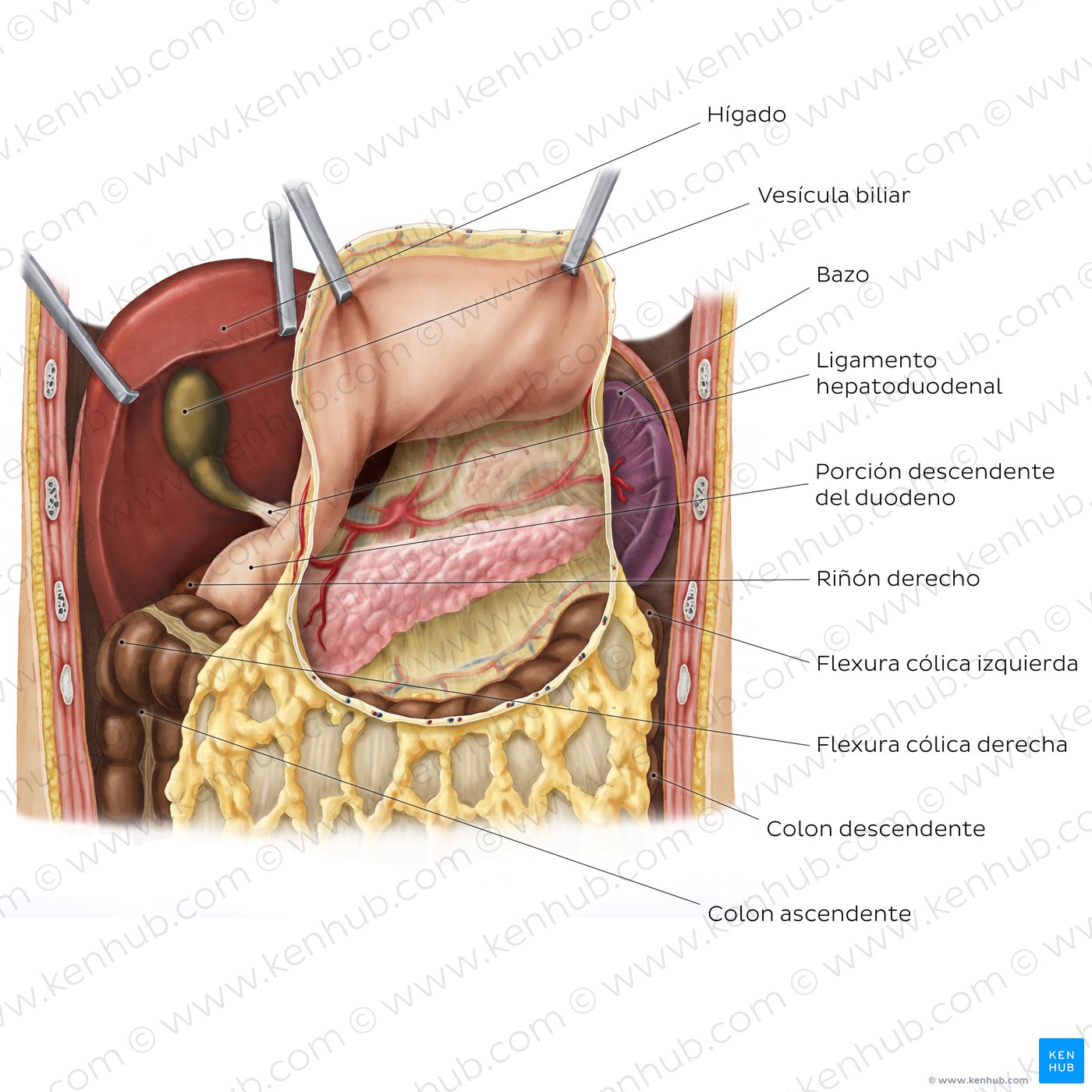 Bolsa omental