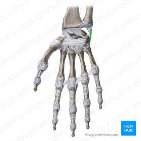 Ligamento colateral ulnar del carpo (Ligamentum collaterale ulnare carpi); Imagen: Yousun Koh