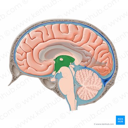 Third ventricle (Ventriculus tertius); Image: Paul Kim