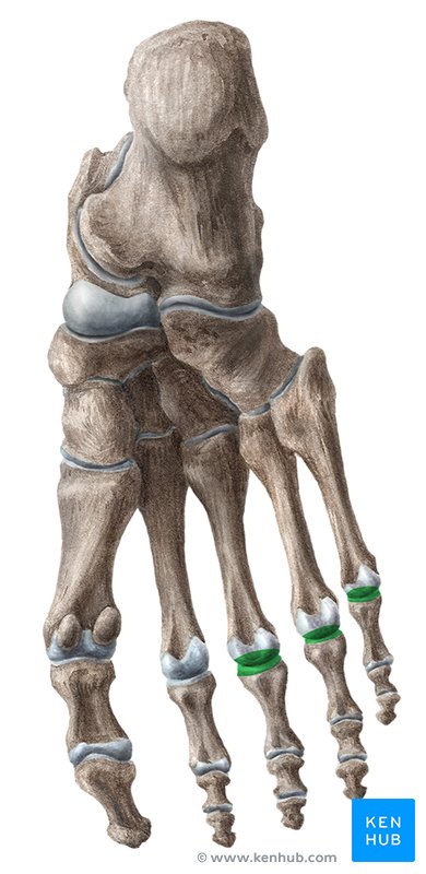 Metatarsophalangeal joints 3-5 - caudal view