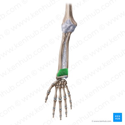 Músculo pronador cuadrado (Musculus pronator quadratus); Imagen: Yousun Koh