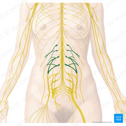 Lumbar plexus (Plexus lumbalis); Image: Begoña Rodriguez