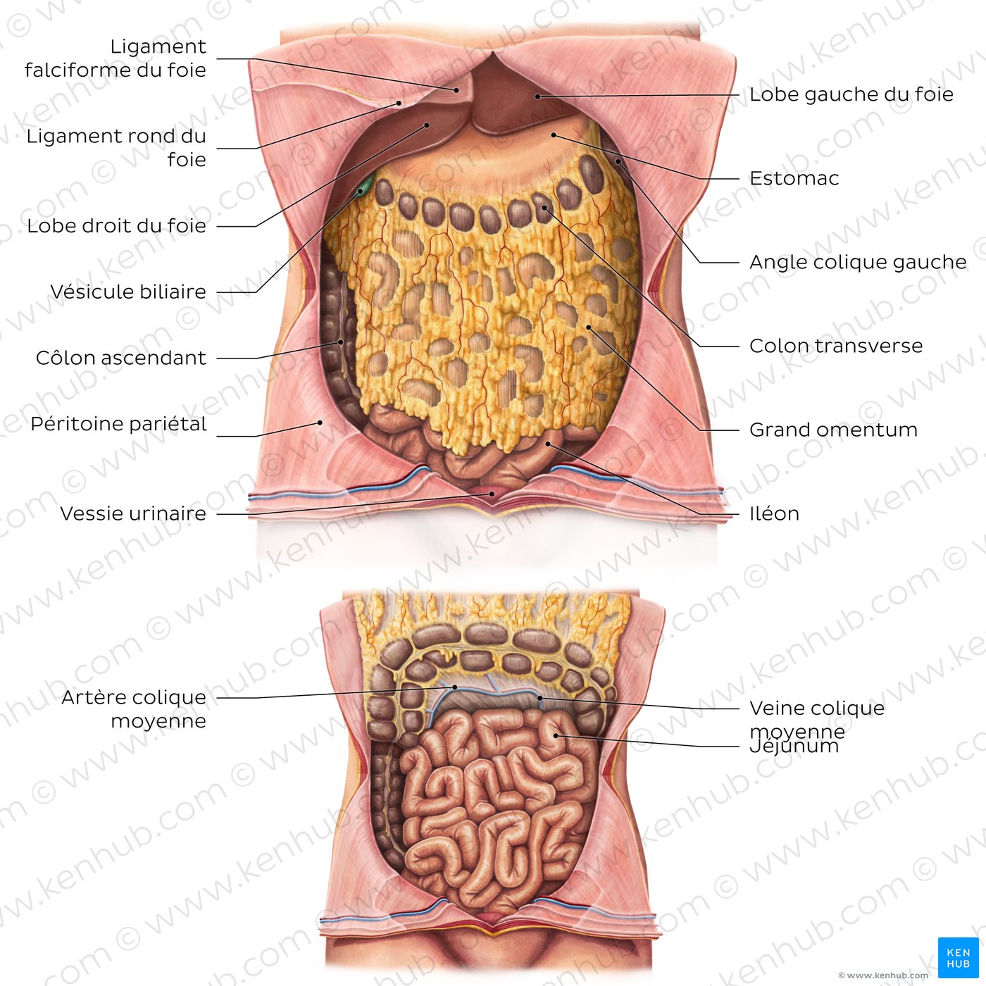 Greater omentum anatomy