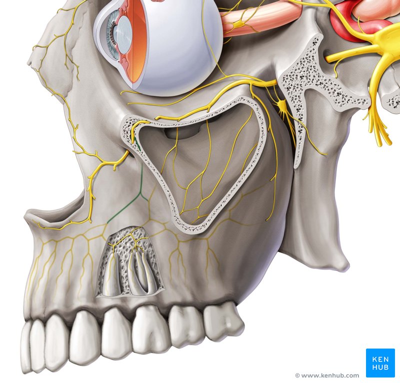 Nervi alveolares superiores Anatomie, Funktion & Klinik Kenhub