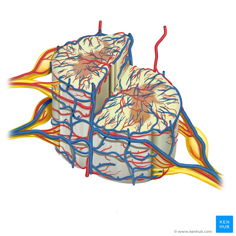 Arteries and veins of the spinal cord