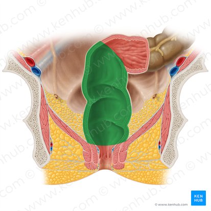 Recto (Rectum); Imagen: Samantha Zimmerman