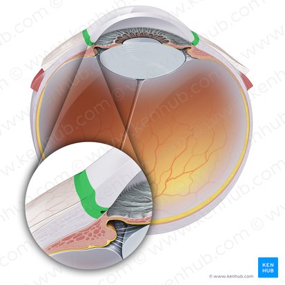 Corneoscleral junction (Limbus corneae); Image: Paul Kim