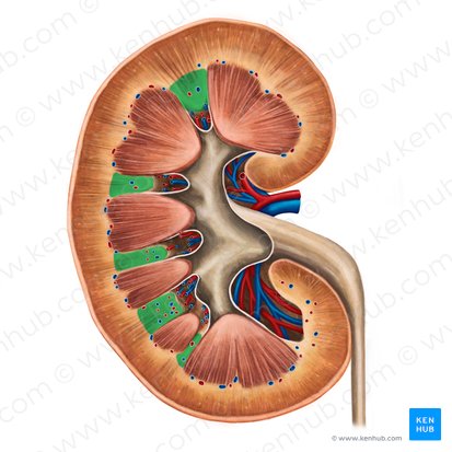 Columnas renales (Columnae renales); Imagen: Irina Münstermann