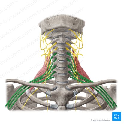 Brachial plexus (Plexus brachialis); Image: Yousun Koh