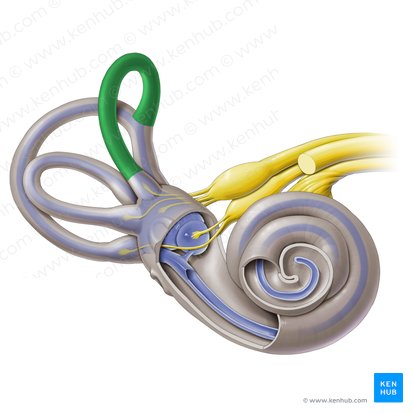 Conducto semicircular anterior (Canalis semicircularis anterior); Imagen: Paul Kim