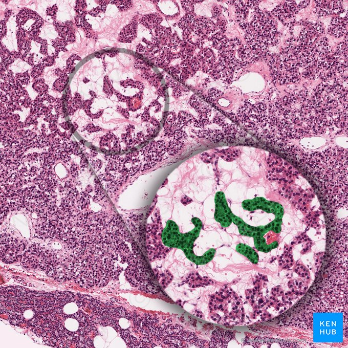 Cordón de células principales (Chorda parathyroidea); Imagen: 
