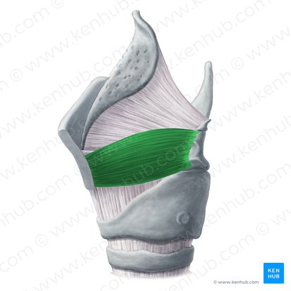 Musculus thyroarytenoideus (Schildknorpel-Stellknorpel-Muskel); Bild: Yousun Koh