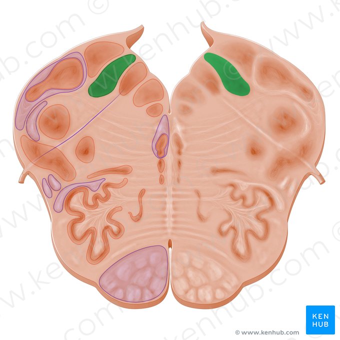 Núcleo del tracto solitario (Nucleus tractus solitarii); Imagen: Paul Kim