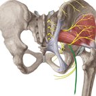 Nervus cutaneus femoris posterior