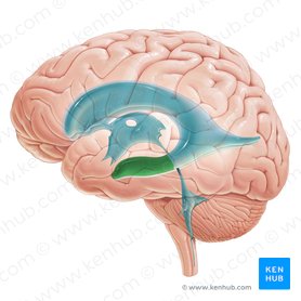 Asta temporal del ventrículo lateral (Cornu temporale ventriculi lateralis); Imagen: Paul Kim