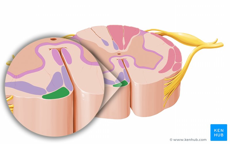 Tectospinal tract (Tractus tectospinalis)