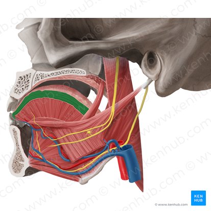 Músculo longitudinal superior da língua (Musculus longitudinalis superior linguae); Imagem: Begoña Rodriguez