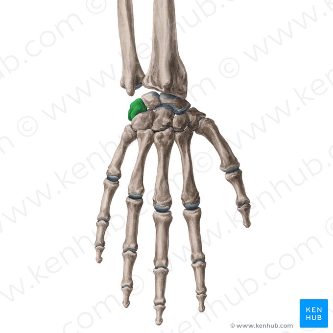 Triquetrum bone (Os triquetrum); Image: Yousun Koh