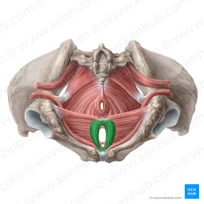 Musculus bulbospongiosus (femininus) (Schwellkörpermuskel der Frau); Bild: Liene Znotina