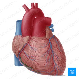 Right marginal branch of right coronary artery (Ramus marginalis dexter arteriae coronariae dextrae); Image: Yousun Koh