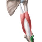 Anconeus muscle