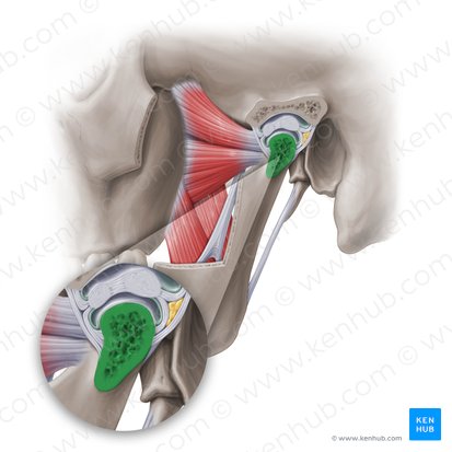 Condylar process of mandible (Processus condylaris mandibulae); Image: Paul Kim