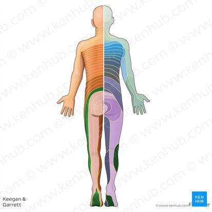 L5 dermatome (Dermatoma L5); Image: Irina Münstermann