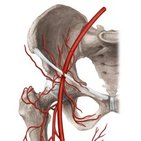 Cruciate anastomosis