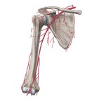 Hauptarterien der oberen Extremität