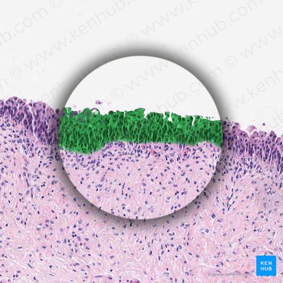 Urotélio (Urothelium); Imagen: 