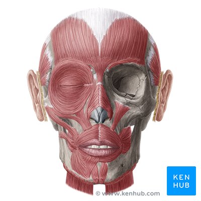 Human head - anterior view