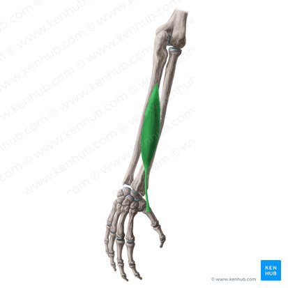 Músculo abdutor longo do polegar (Musculus abductor pollicis longus); Imagem: Yousun Koh