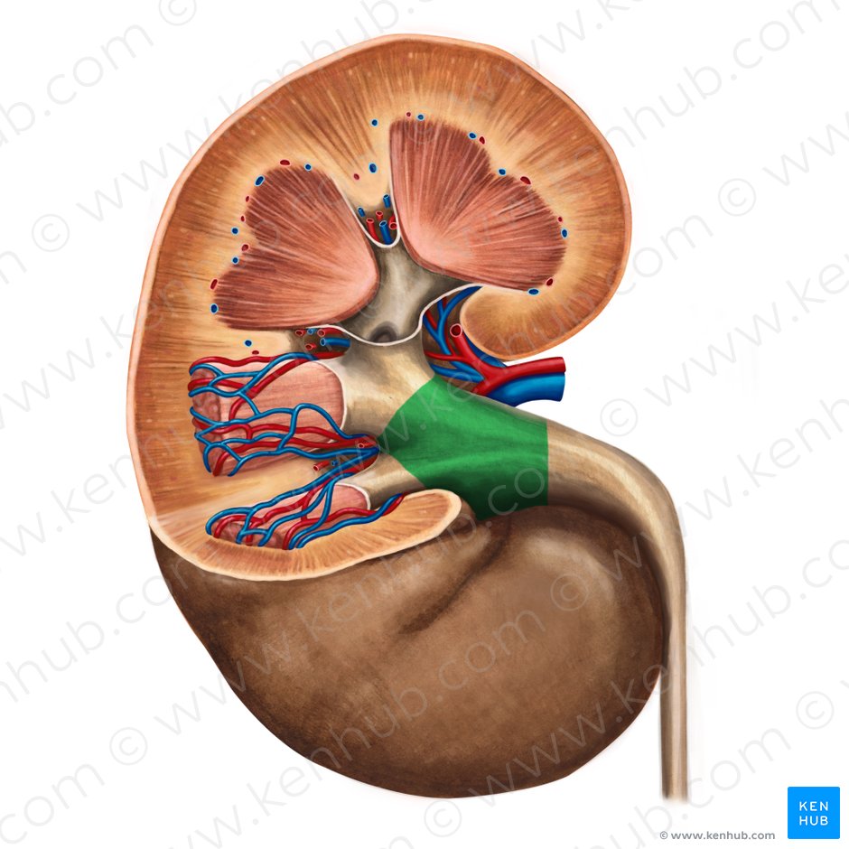 Urinary system: Organs, anatomy and clinical notes | Kenhub