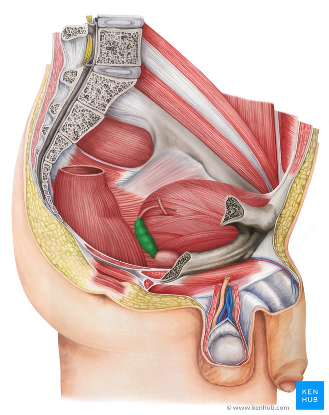 Leggingdagi shahvoniy qizlarning yaqindan surati