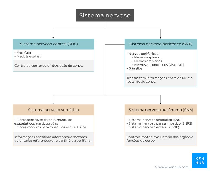 Organização do sistema nervoso