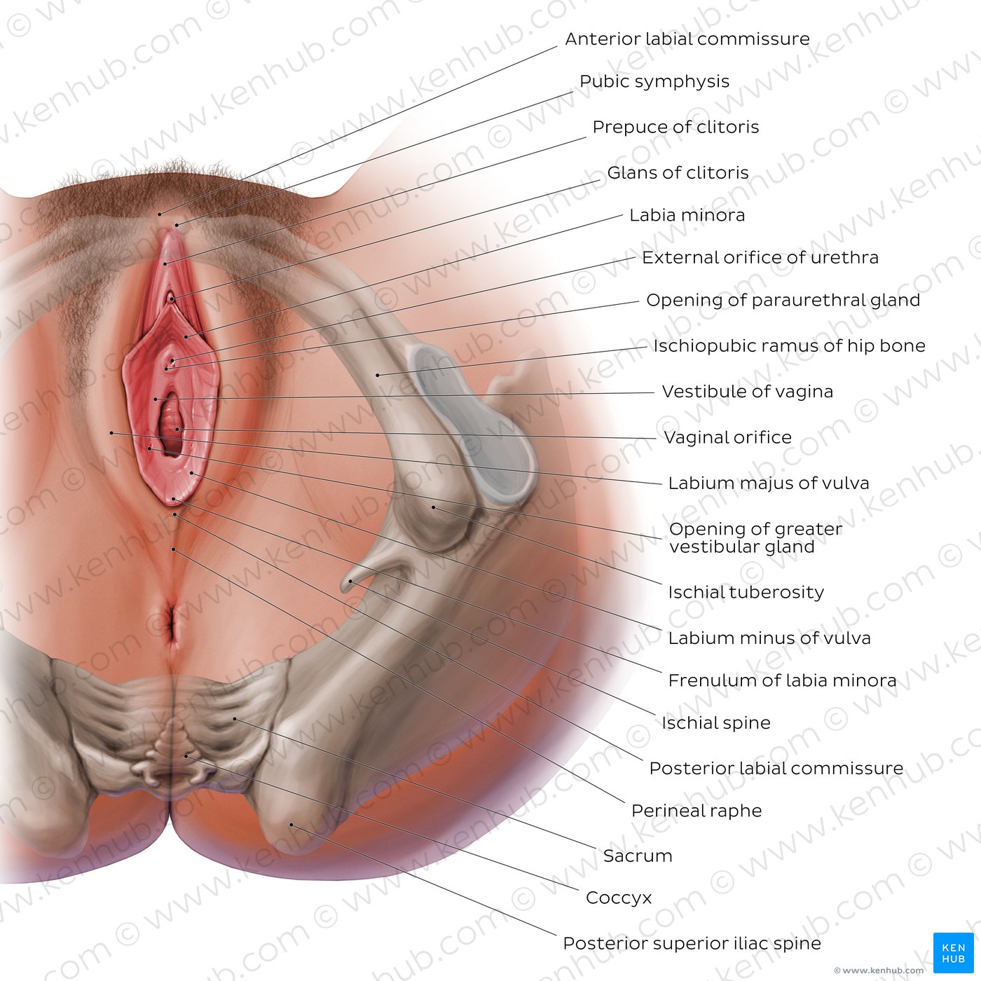 Female perineum and external female genitalia (overview)