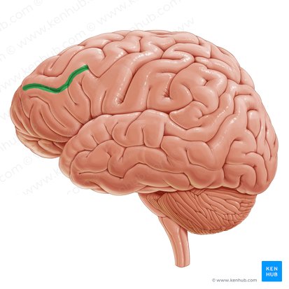 Sulco frontal inferior (Sulcus frontalis inferior); Imagem: Paul Kim