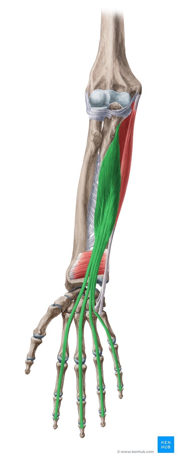 Musculo Flexor Profundo Dos Dedos Origem Insercao Kenhub