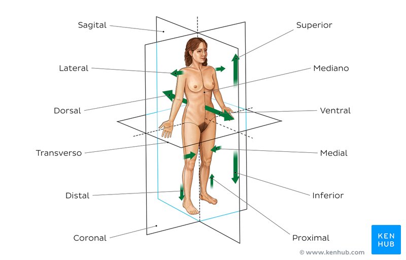 Diagrama legendado dos planos e termos direcionais do corpo
