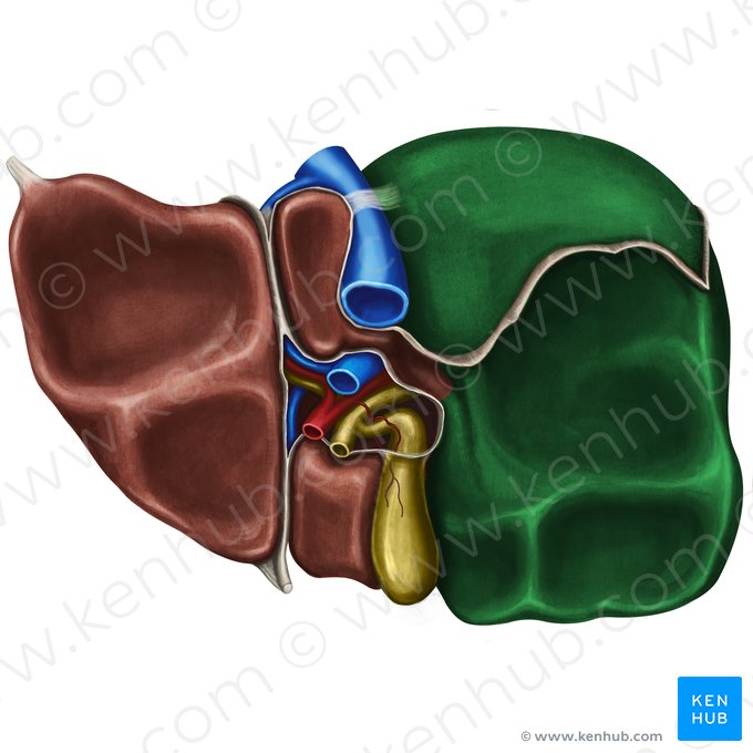 Lóbulo derecho del hígado (Lobus dexter hepatis); Imagen: Irina Münstermann