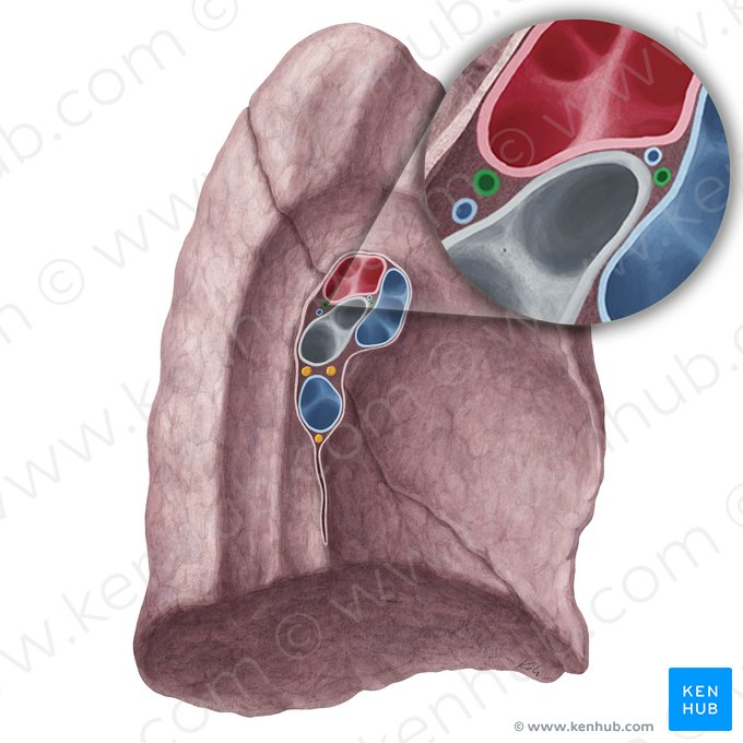 Arterias bronquiales del pulmón izquierdo (Arteriae bronchiales pulmonis sinistri); Imagen: Yousun Koh