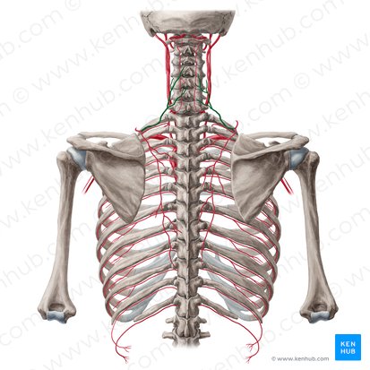 Arteria cervical transversa (Arteria transversa colli); Imagen: Yousun Koh