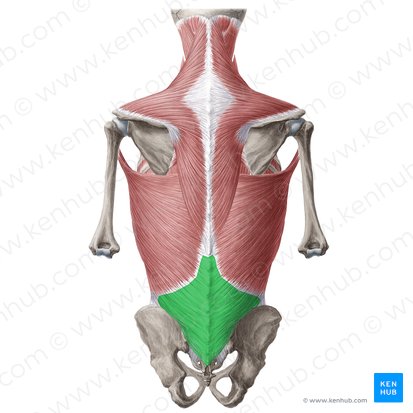 Thoracolumbar fascia (Fascia thoracolumbalis); Image: Yousun Koh