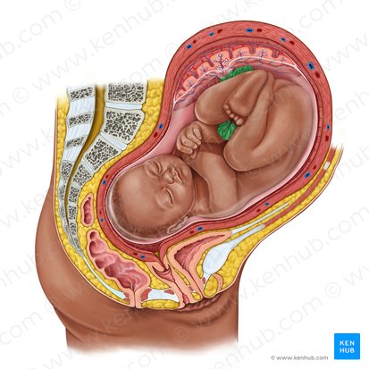 Cordão umbilical (Funiculus umbilicalis); Imagem: Irina Münstermann