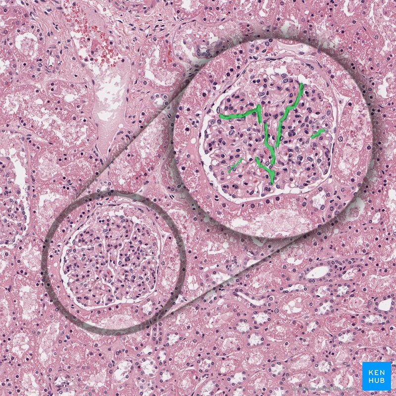 Fenestrated capillaries - histological slide