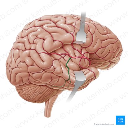 Middle temporal artery (Arteria temporalis media); Image: Paul Kim