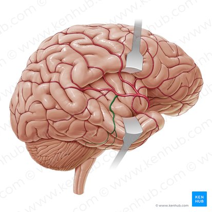 Arteria temporalis media (Mittlere Schläfenarterie); Bild: Paul Kim