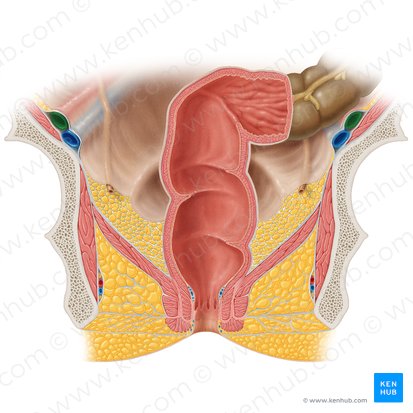 Arteria iliaca externa (Äußere Beckenarterie); Bild: Samantha Zimmerman