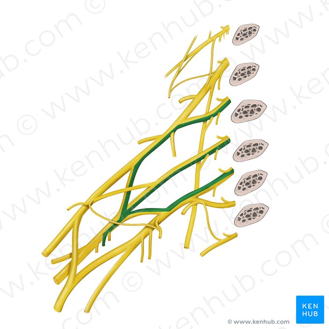 Thoracodorsal nerve (Nervus thoracodorsalis); Image: Begoña Rodriguez