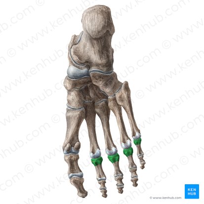 Bases of proximal phalanges of 2nd-5th toes (Bases phalangium proximalium digitorum 2-5 pedis); Image: Liene Znotina